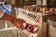 Load image into Gallery viewer, Napoleon Built-In Gas Grill 700 Series Power Burner
