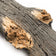 Load image into Gallery viewer, Grand Canyon Arizona Juniper See-Through Vented Gas Log Set - Size 18"
