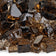 Load image into Gallery viewer, Close up of 1/2 inch Copper Fire Glass showing copper colored tempered glass pieces with a brilliant shine
