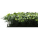 Load image into Gallery viewer, Sun Turf Hedge Plant Milan Light Green D4