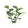 Load image into Gallery viewer, Sun Turf Hedge Plant Milan Light Green D4