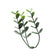 Load image into Gallery viewer, Sun Turf Hedge Plant Eucalyptus Light Green D5