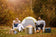 Load image into Gallery viewer, Napoleon Timberwolf stainless steel smokeless fire pit burning outdoors beside a tent and two campers
